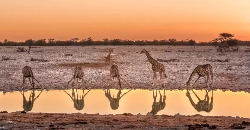Etosha National Park